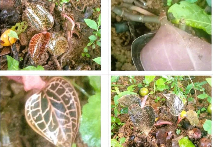 Phát hiện loài lan gấm ngọc vân hồng quý hiếm tại khu rừng ở Thanh Hóa