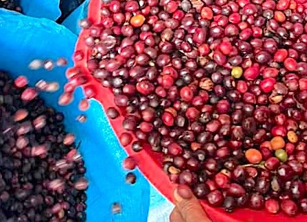 Cà phê quay đầu giảm giá, lùi về mức 86.500 đồng/kg