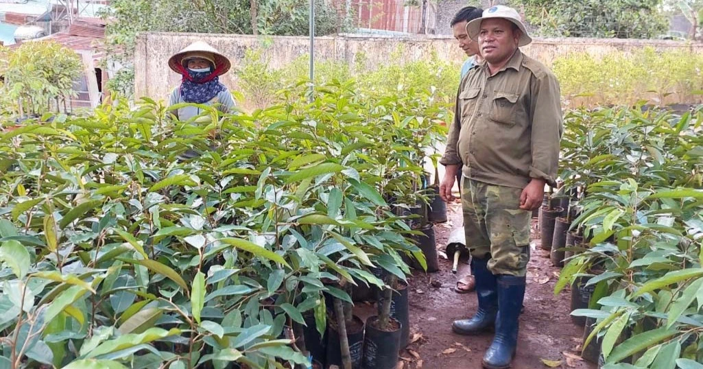 baogialai.com.vn