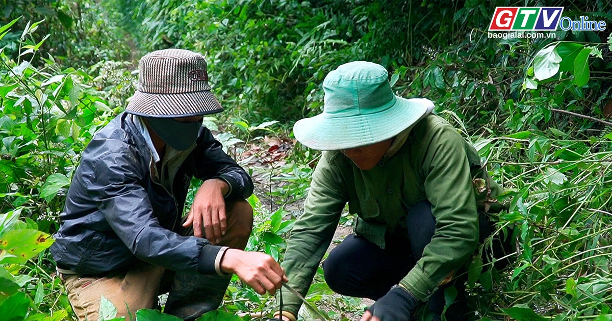 “Săn” ốc núi giữa rừng già | Báo Gia Lai điện tử