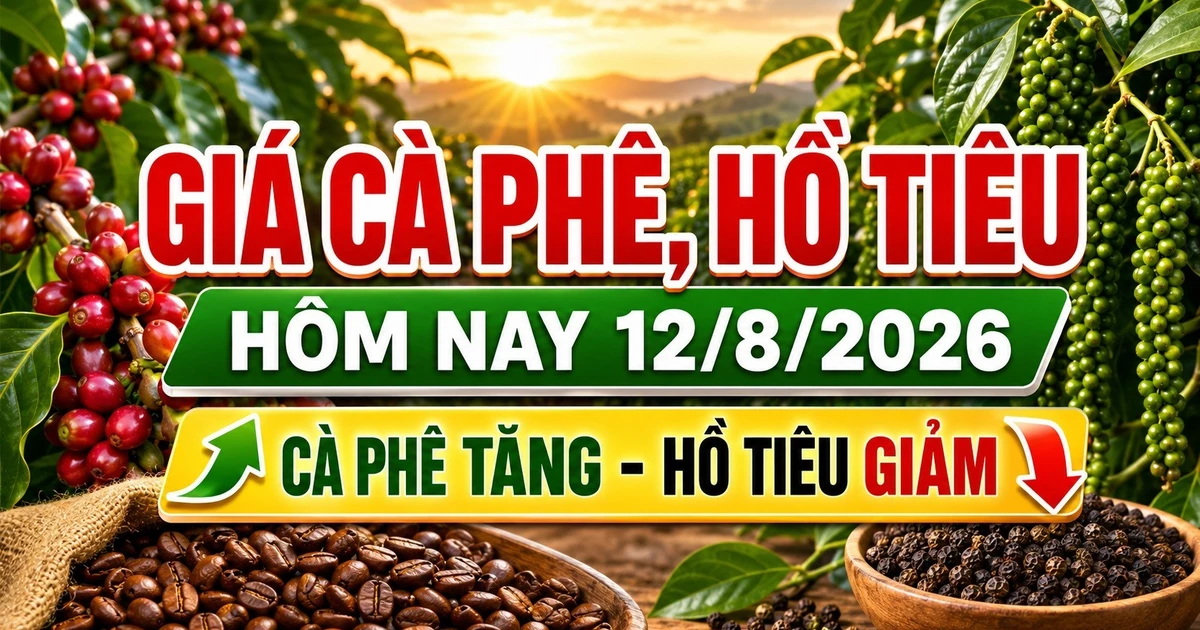 Giá cà phê, hồ tiêu hôm nay 12/8: Cà phê tăng, giá tiêu giảm