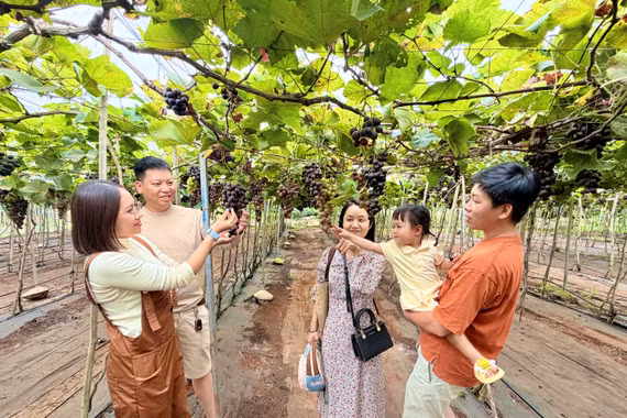 Từ vườn nho hữu cơ đến điểm hẹn du lịch nông nghiệp