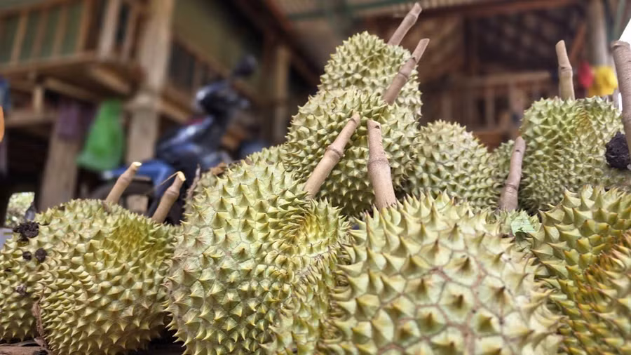 cay-sau-rieng.jpg