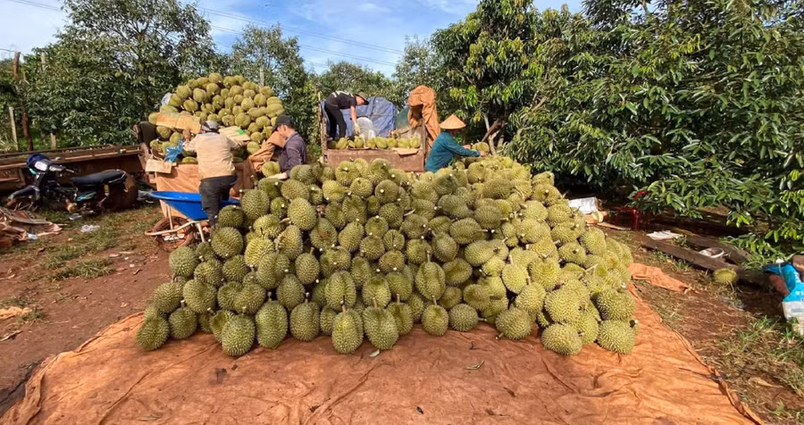 thu-hoach-sau-rieng.jpg