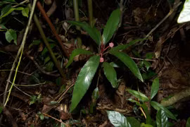 Loài Xanthophytum thứ tư này được đặt tên là Xanthophytum antoanense dựa theo tên khu vực phát hiện loài. Ảnh: Viện Công nghệ tiên tiến