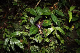 Phát hiện thêm 1 loài thực vật mới tại Khu Bảo tồn thiên nhiên An Toàn