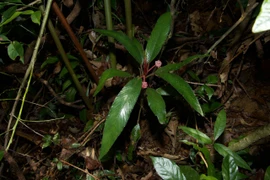 Loài Xanthophytum thứ tư này được đặt tên là Xanthophytum antoanense dựa theo tên khu vực phát hiện loài. Ảnh: Viện Công nghệ tiên tiến
