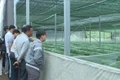 Lãnh đạo các đơn vị tham quan mô hình trồng sâm Ngọc Linh và sâm Lai Châu. Ảnh: Đoàn Bình