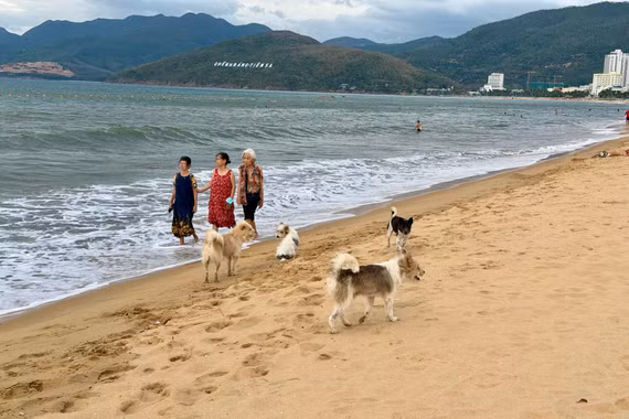 Đừng để chó thả rông thành mối họa