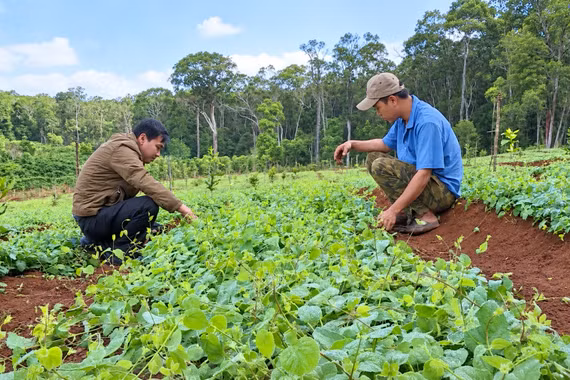 Ðánh thức “mỏ vàng xanh” dược liệu ở phía Tây tỉnh