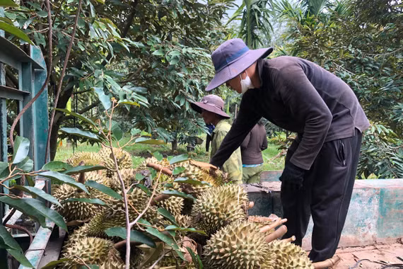 Sầu riêng qua cơn sốt giá