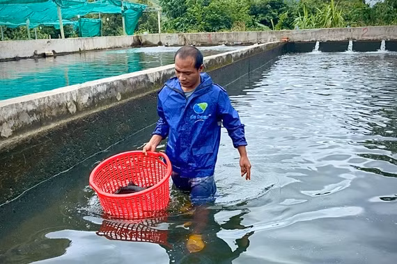 Triển vọng mô hình nuôi cá tầm ở “ốc đảo” Kon Pne