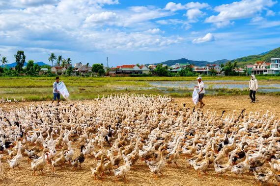 Ruổi rong đời chăn vịt