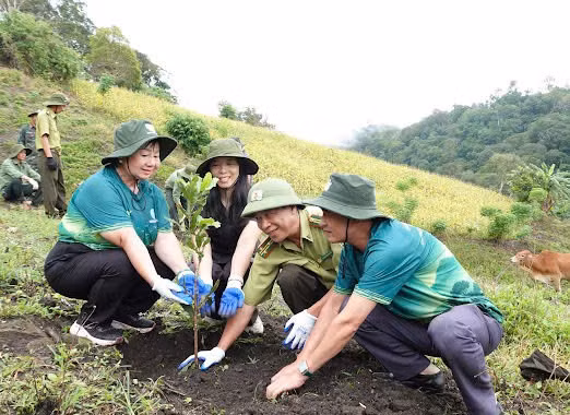 Chung tay phục hồi 10,6 ha rừng tự nhiên tại xã Krong
