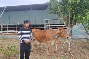 Trao bò giống cho 3 hộ nghèo huyện Đak Pơ