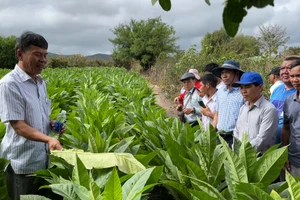 Cán bộ huyện Đăk Glei tham quan, học tập kinh nghiệm trồng cây thuốc lá tại huyện Krông Pa