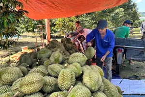 Giá sầu riêng tăng cao kỷ lục, chuyên gia bật mí lý do bất ngờ