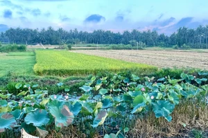 Tiếp tục miễn thuế sử dụng đất nông nghiệp trong 5 năm tới