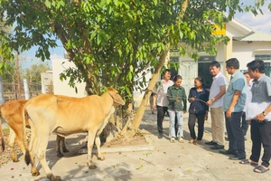 Ayun Pa hỗ trợ bò giống lai sinh sản cho 6 hộ nghèo, cận nghèo 