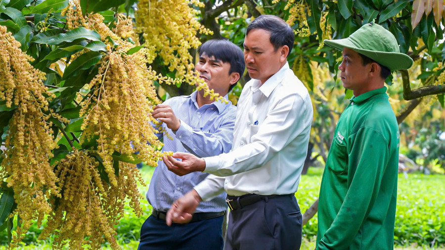 ong-vo-dinh-tri-pho-phong-kinh-te-xa-hoa-hoi-giua-cung-nong-dan-kiem-tra-tinh-hinh-ra-hoa-cua-vuon-xoai-tai-thon-tan-hoa-nam.jpg