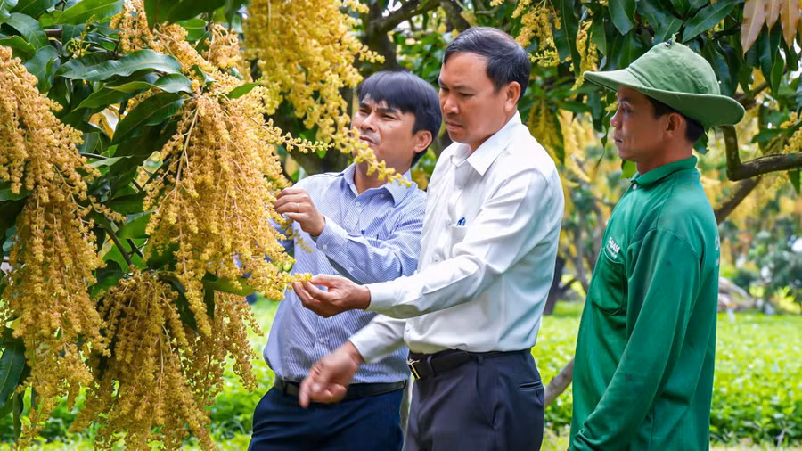 ong-vo-dinh-tri-pho-phong-kinh-te-xa-hoa-hoi-giua-cung-nong-dan-kiem-tra-tinh-hinh-ra-hoa-cua-vuon-xoai-tai-thon-tan-hoa-nam.jpg