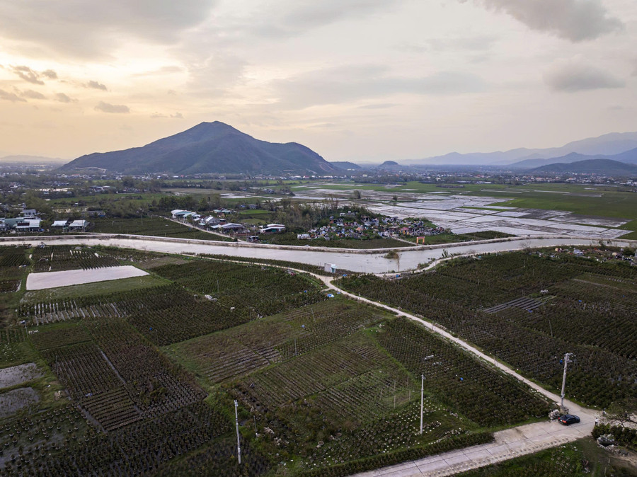 Những vườn mai ở phường An Nhơn Bắc đến nay vẫn còn ngập trong nước. Ảnh: Dũng Nhân