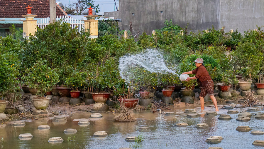 Người dân nỗ lực chăm sóc mai sau lũ. Ảnh: Dũng Nhân