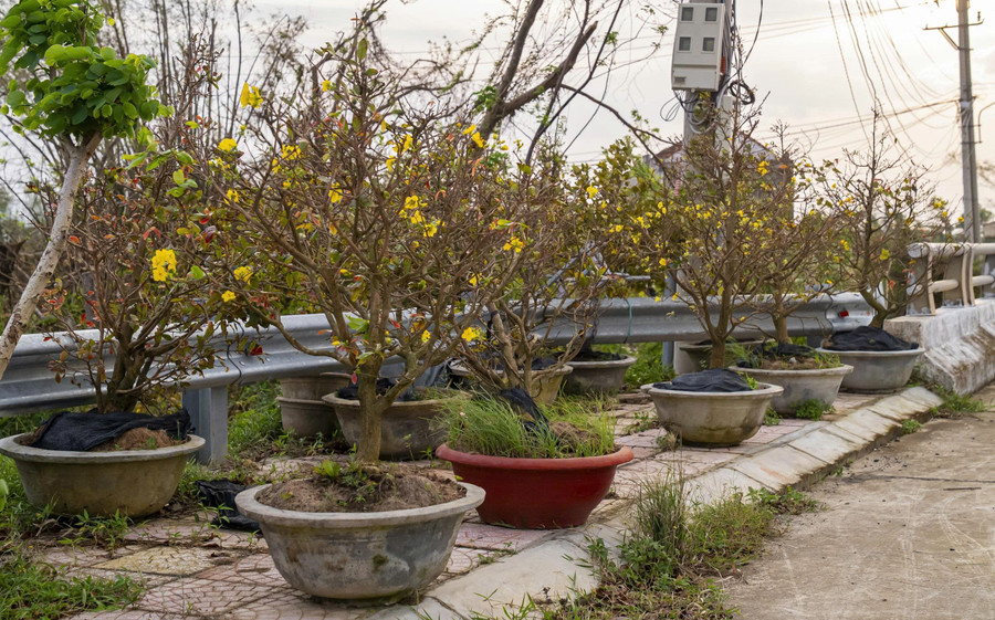Nhiều chậu mai bung nở dù còn hơn 2 tháng nữa mới đến Tết Nguyên đán. Ảnh: Dũng Nhân