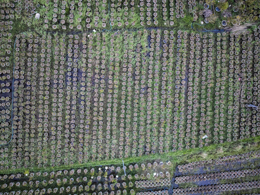 Cánh đồng trồng mai của người dân An Nhơn Bắc xơ xác sau bão lũ. Ảnh: Dũng Nhân