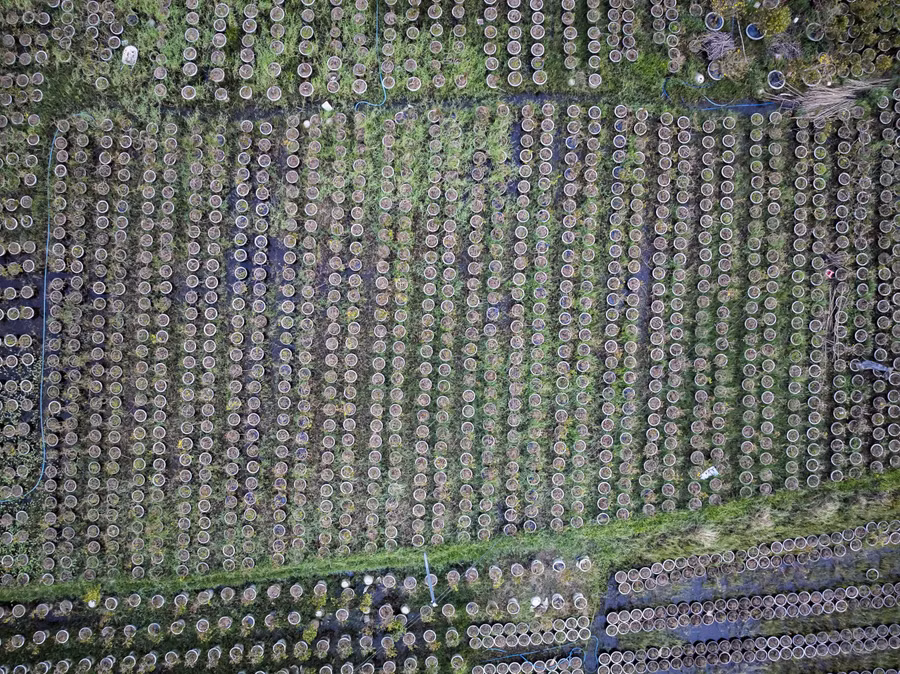 Cánh đồng trồng mai của người dân An Nhơn Bắc xơ xác sau bão lũ. Ảnh: Dũng Nhân