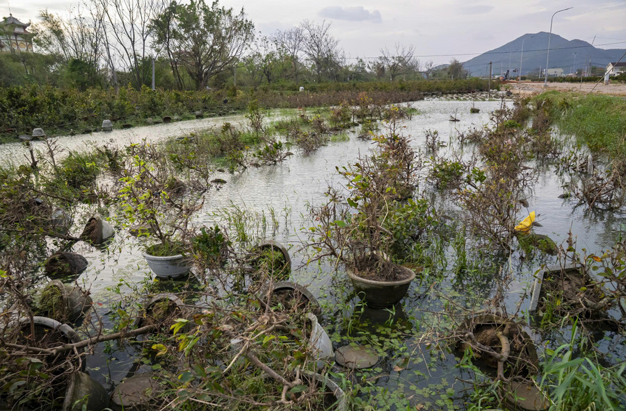 Hết bão rồi đến lũ khiến những cây mai không còn sức chống chịu. Ảnh: Dũng Nhân
