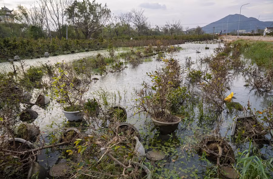Hết bão rồi đến lũ khiến những cây mai không còn sức chống chịu. Ảnh: Dũng Nhân