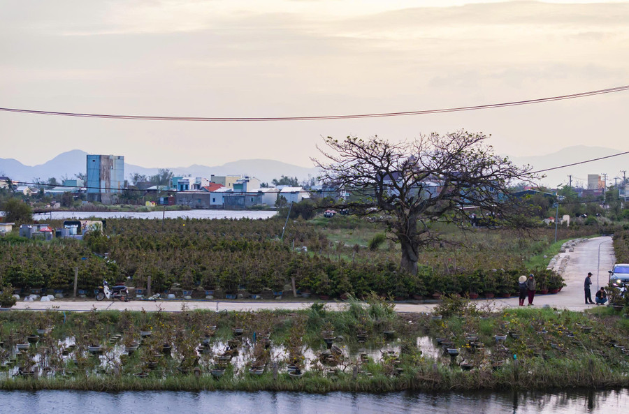 Đa số hộ trồng mai ở phường An Nhơn Bắc đang đứng trước nguy cơ &quot;trắng tay&quot; dịp cuối năm. Ảnh: Dũng Nhân