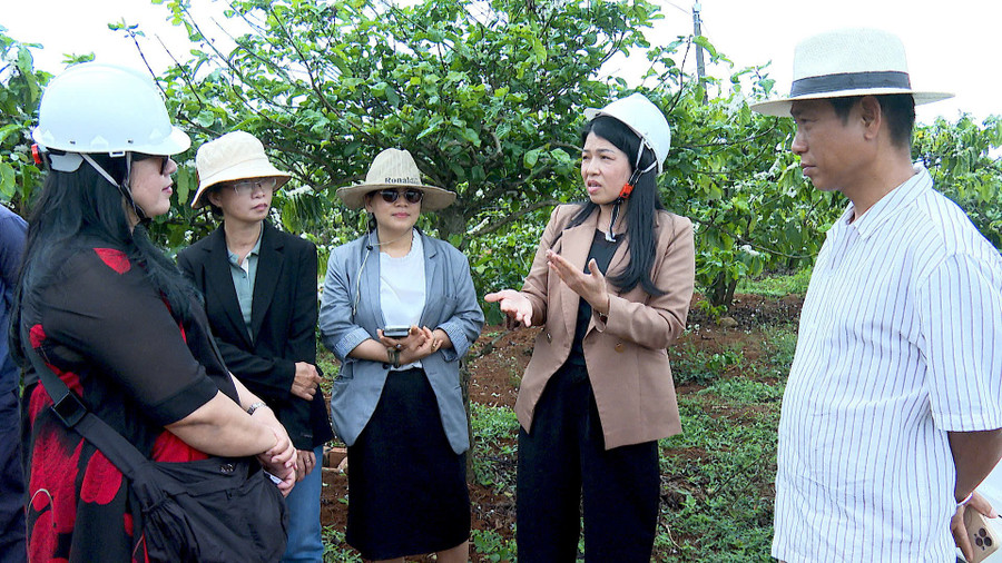 Hiệp hội Du lịch Gia Lai khảo sát vùng trồng của Công ty TNHH BaKa. Ảnh: Mạnh Hà