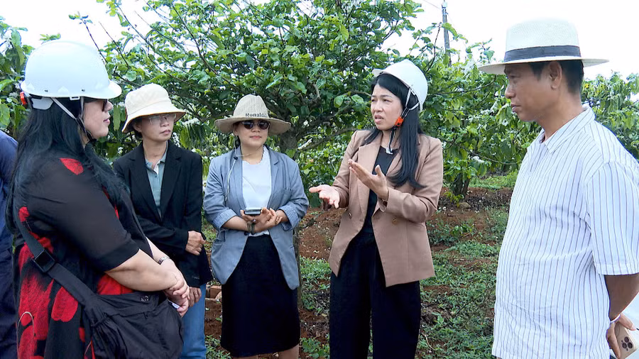 Hiệp hội Du lịch Gia Lai khảo sát vùng trồng của Công ty TNHH BaKa. Ảnh: Mạnh Hà