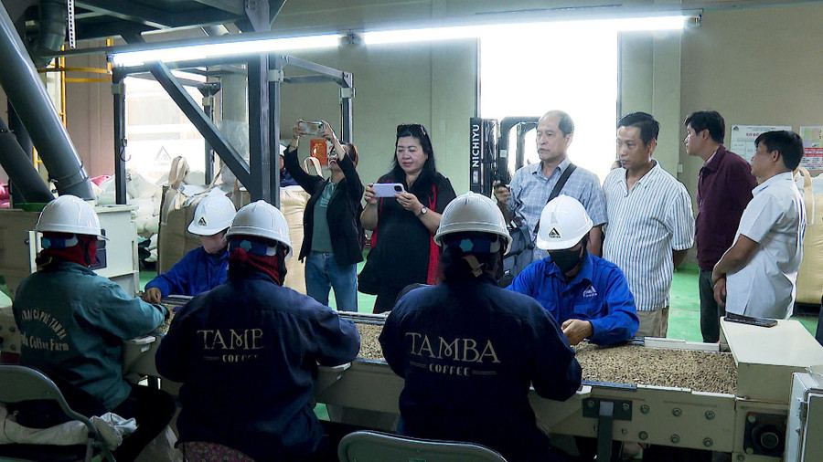 hiep-hoi-du-lich-tinh-khao-sat-quy-trinh-san-xuat-che-bien-ca-phe-tam-ba.jpg