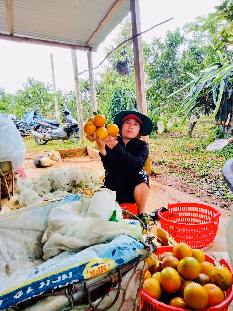 ba-hong-thu-hoach-cam-de-dong-gui-cho-thuong-lai-anh-do-nhan-vat-cung-cap.jpg