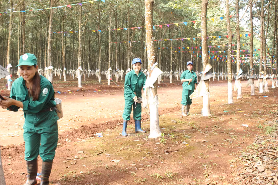 cao-su-la-mat-hang-xuat-khau-chu-luc.jpg
