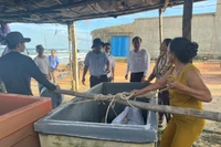 gia-lai-phong-chong-bao