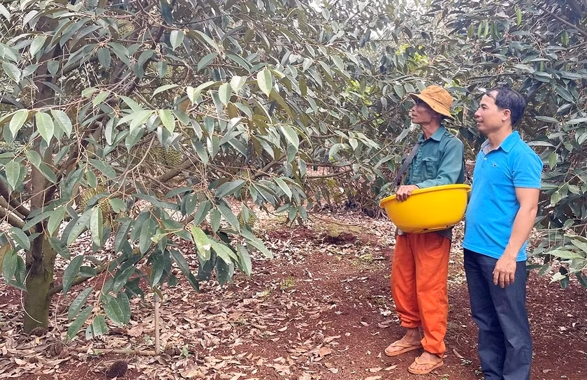 Ông Nguyễn Trọng Dũng (thứ 2 từ phải qua) cùng cán bộ Hội Nông dân xã Ia BLang trao đổi về quy trình chăm sóc sầu riêng. Ảnh: A.H