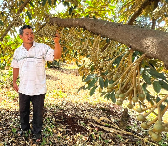Lão nông Tống Văn Dũng giới thiệu từng đặc điểm phát triển cây sầu riêng và quy trình chăm sóc khi cây sầu riêng ra hoa, đậu quả bên vườn cây của mình. Ảnh: Đinh Yến Lão nông Tống Văn Dũng giới thiệu từng đặc điểm phát triển cây sầu riêng và quy trình chăm sóc khi cây sầu riêng ra hoa, đậu quả bên vườn cây của mình. Ảnh: Đinh Yến