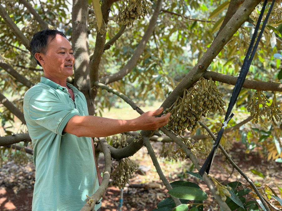 Lão nông Đặng Văn Cường bên vườn cây sầu riêng của mình. Ảnh: Đinh Yến Lão nông Đặng Văn Cường bên vườn cây sầu riêng của mình. Ảnh: Đinh Yến
