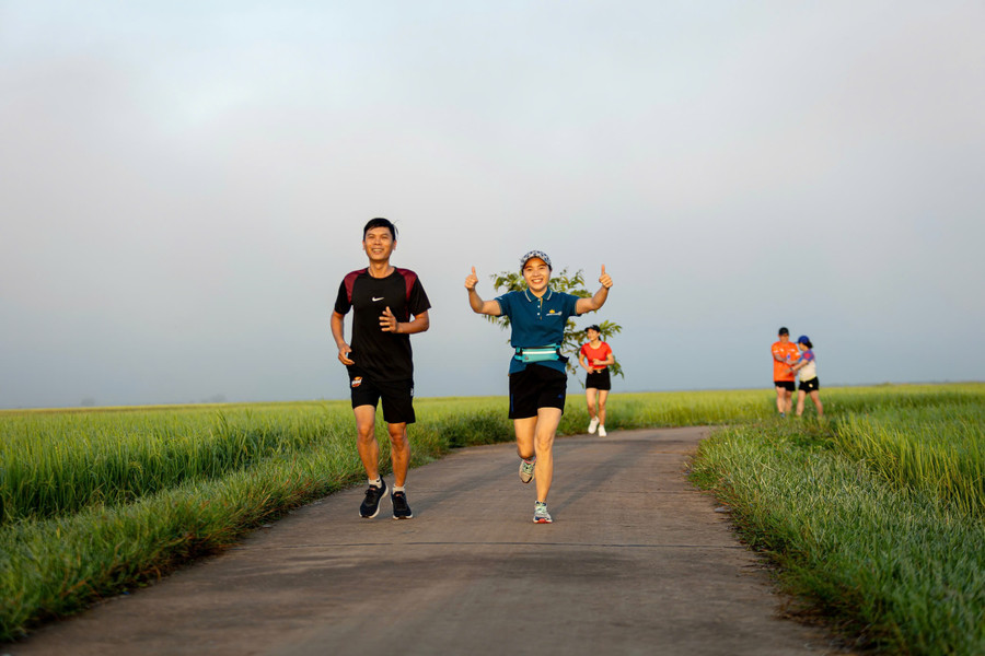 Các VĐV sẽ chạy qua cánh đồng lúa chín tuyệt đẹp. Ảnh: Thanh Tuấn