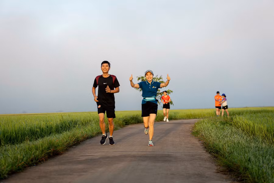 Các VĐV sẽ chạy qua cánh đồng lúa chín tuyệt đẹp. Ảnh: Thanh Tuấn