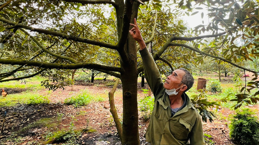 &quot;Đến năm thứ 4, trong 2 tháng 9 và 10, mỗi gốc sầu riêng bón 5 kg phân lân Văn Điển, 0,5 kg kali trắng, cộng với phun thân cây Lân 86 (1 kg hòa 220 lít nước=1 phuy)-phun đậm đặc vào thân cây&quot;-ông Dũng hướng dẫn. Ảnh: Đinh Yến