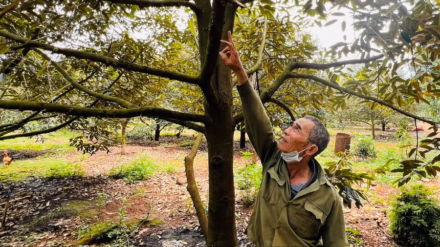 "Đến năm thứ 4, trong 2 tháng 9 và 10, mỗi gốc sầu riêng bón 5 kg phân lân Văn Điển, 0,5 kg kali trắng, cộng với phun thân cây Lân 86 (1 kg hòa 220 lít nước=1 phuy)-phun đậm đặc vào thân cây"-ông Dũng hướng dẫn. Ảnh: Đinh Yến