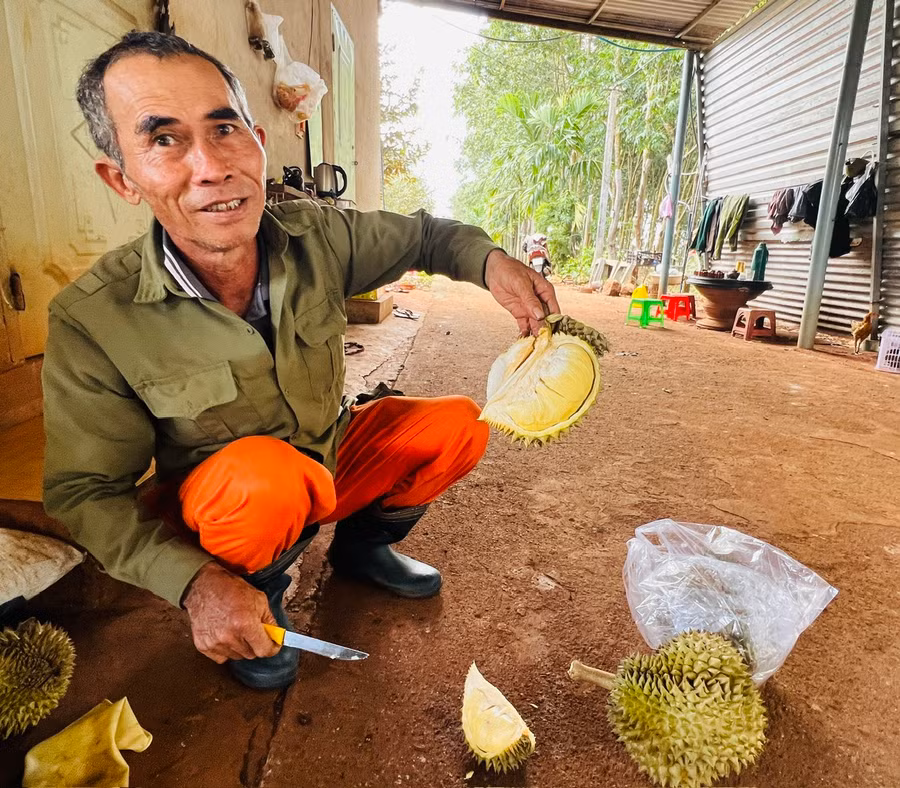 Ông Nguyễn Trọng Dũng (thôn Vinh Hà, xã Ia Blang, huyện Chư Sê, tỉnh Gia Lai) giới thiệu những quả sầu riêng thu hoạch còn sót lại, vẫn chất lượng, cơm vàng, dẻo, ngọt. Ảnh: Đinh Yến
