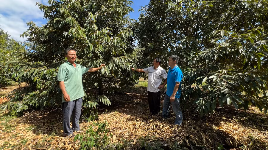 Ông Đặng Văn Cường (bìa trái) hàng ngày theo dõi từng biểu hiện của cây, cùng với đó học hỏi kinh nghiệm từ các kỹ sư nông nghiệp về chăm sóc sầu riêng mang lại năng suất, hiệu quả. Ảnh: Đinh Yến Ông Đặng Văn Cường (bìa trái) hàng ngày theo dõi từng biểu hiện của cây, cùng với đó học hỏi kinh nghiệm từ các kỹ sư nông nghiệp về chăm sóc sầu riêng mang lại năng suất, hiệu quả. Ảnh: Đinh Yến