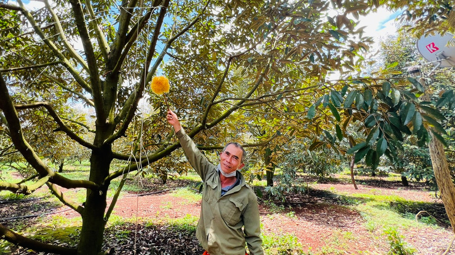 Theo ông Dũng, vào thời điểm hoa sầu riêng thụ phấn (từ 16 giờ đến 20 giờ)-đây là thời điểm vàng bà con nên mua que bông (theo mẫu) quét qua quét lại vào bầu nhụy để thụ phấn cho sầu riêng. Ảnh: Đinh Yến