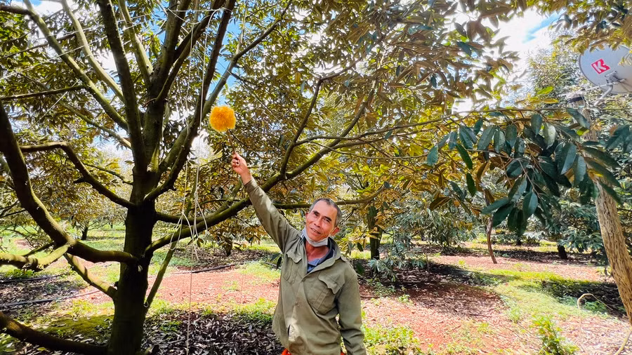 Theo ông Dũng, vào thời điểm hoa sầu riêng thụ phấn (từ 16 giờ đến 20 giờ)-đây là thời điểm vàng bà con nên mua que bông (theo mẫu) quét qua quét lại vào bầu nhụy để thụ phấn cho sầu riêng. Ảnh: Đinh Yến